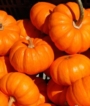 Ricetta di Gennaio: KiliOff Zucca e Salsiccia. Dimagrire naturalmente senza rinunce. PASTA KILIOFF Ricetta di Gennaio: KiliOff Zucca e Salsiccia. Dimagrire naturalmente senza rinunce. PASTA KILIOFF