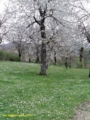 2 e 3 LUGLIO 2011 - TREKKING M.TE NURIETTA (1884 mt.) – M.TE NURIA (1888 mt.) - Appennino laziale-abruzzese 2 e 3 LUGLIO 2011 - TREKKING M.TE NURIETTA (1884 mt.) – M.TE NURIA (1888 mt.) - Appennino laziale-abruzzese