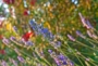 Progettazione, Realizzazione e Manutenzione Parchi e Giardini nelle città e nelle province di Roma, Rieti, Viterbo, Latina, Frosinone Progettazione, Realizzazione e Manutenzione Parchi e Giardini nelle città e nelle province di Roma, Rieti, Viterbo, Latina, Frosinone