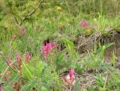 Il Parco dei Monti Lucretili in fiore - foto G.P. tutti i diritti riservati Il Parco dei Monti Lucretili in fiore - foto G.P. tutti i diritti riservati