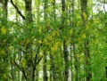 Il Parco dei Monti Lucretili in fiore - foto G.P. tutti i diritti riservati Il Parco dei Monti Lucretili in fiore - foto G.P. tutti i diritti riservati