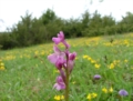 Il Parco dei Monti Lucretili in fiore - foto G.P. tutti i diritti riservati Il Parco dei Monti Lucretili in fiore - foto G.P. tutti i diritti riservati