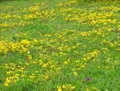 Il Parco dei Monti Lucretili in fiore - foto G.P. tutti i diritti riservati Il Parco dei Monti Lucretili in fiore - foto G.P. tutti i diritti riservati