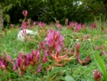 Il Parco dei Monti Lucretili in fiore - foto G.P. tutti i diritti riservati Il Parco dei Monti Lucretili in fiore - foto G.P. tutti i diritti riservati
