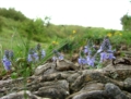 Il Parco dei Monti Lucretili in fiore - foto G.P. tutti i diritti riservati Il Parco dei Monti Lucretili in fiore - foto G.P. tutti i diritti riservati