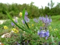 Il Parco dei Monti Lucretili in fiore - foto G.P. tutti i diritti riservati Il Parco dei Monti Lucretili in fiore - foto G.P. tutti i diritti riservati