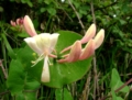 Il Parco dei Monti Lucretili in fiore - foto G.P. tutti i diritti riservati Il Parco dei Monti Lucretili in fiore - foto G.P. tutti i diritti riservati
