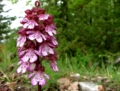 Il Parco dei Monti Lucretili in fiore - foto G.P. tutti i diritti riservati Il Parco dei Monti Lucretili in fiore - foto G.P. tutti i diritti riservati