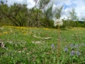 Il Parco dei Monti Lucretili in fiore - foto G.P. tutti i diritti riservati Il Parco dei Monti Lucretili in fiore - foto G.P. tutti i diritti riservati