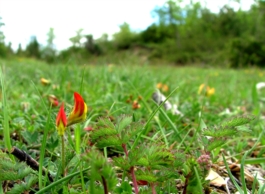 Immagini della Sabina: il Parco dei Monti Lucretili in fiore Immagini della Sabina: il Parco dei Monti Lucretili in fiore