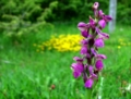 Il Parco dei Monti Lucretili in fiore - foto G.P. tutti i diritti riservati Il Parco dei Monti Lucretili in fiore - foto G.P. tutti i diritti riservati