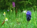 Il Parco dei Monti Lucretili in fiore - foto G.P. tutti i diritti riservati Il Parco dei Monti Lucretili in fiore - foto G.P. tutti i diritti riservati