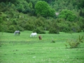 Il Parco dei Monti Lucretili in fiore - foto G.P. tutti i diritti riservati Il Parco dei Monti Lucretili in fiore - foto G.P. tutti i diritti riservati