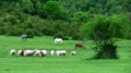 Il Parco dei Monti Lucretili in fiore - foto G.P. tutti i diritti riservati Il Parco dei Monti Lucretili in fiore - foto G.P. tutti i diritti riservati
