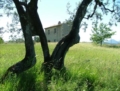 Frasso Sabino - foto G.P. tutti i diritti riservati Frasso Sabino - foto G.P. tutti i diritti riservati