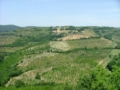 Monteleone Sabino - Coltivazioni di olivi intorno a Monteleone - Foto G.P. Monteleone Sabino - Coltivazioni di olivi intorno a Monteleone - Foto G.P.