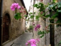 Toffia - foto G.P. tutti i diritti riservati Toffia - foto G.P. tutti i diritti riservati