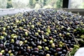 Le olive arrivano in frantoio Le olive arrivano in frantoio