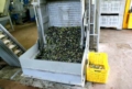 Le olive vengono avviate alla lavorazione Le olive vengono avviate alla lavorazione