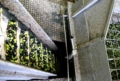 Le olive deramificate vanno al lavaggio Le olive deramificate vanno al lavaggio