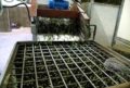 Le olive dopo il lavaggio si avviano alla frangitura Le olive dopo il lavaggio si avviano alla frangitura