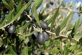 Olive - foto Giorgio Pace Olive - foto Giorgio Pace