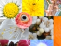 mix di fiore&natura di Mei Fabrizio mix di fiore&natura di Mei Fabrizio