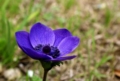 Anemone - foto Giorgio Pace Anemone - foto Giorgio Pace