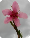 Fiore di pesco Fiore di pesco