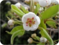 Fiori di Pero di Mei Fabrizio Fiori di Pero di Mei Fabrizio