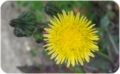 Fiori giallo di Mei Fabrizio Fiori giallo di Mei Fabrizio