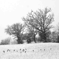 Mostra fotografica di Roberto Mariani, "Nel bianco" - Rieti Mostra fotografica di Roberto Mariani, "Nel bianco" - Rieti