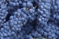 I primi 40 anni della Cantina Sociale Vini dei Colli Sabini di Magliano Sabina I primi 40 anni della Cantina Sociale Vini dei Colli Sabini di Magliano Sabina