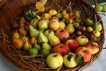 Frutta di stagione genuina
