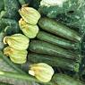 ZUCCHINE DA AGRICOLTURA SECONDO LOTTA INTEGRATA