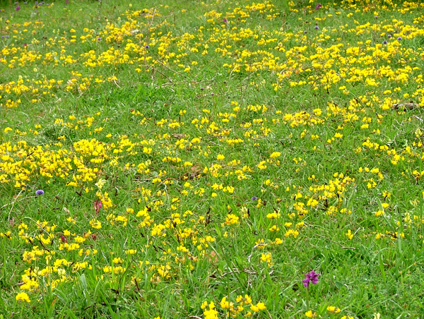 Il Parco dei Monti Lucretili in fiore - foto G.P. tutti i diritti riservati