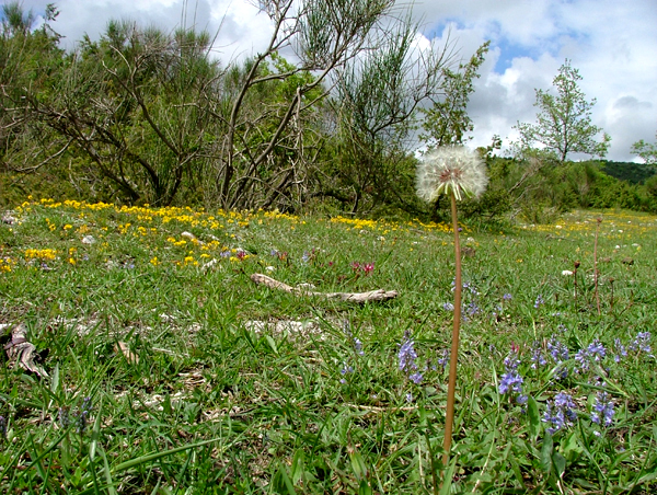 Il Parco dei Monti Lucretili in fiore - foto G.P. tutti i diritti riservati