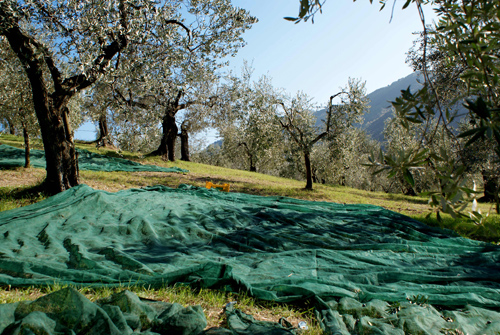 I teli stesi sotto gli olivi - foto Giorgio Pace