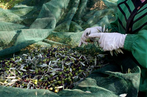 Pulitura delle olive raccolte - foto Giorgio Pace