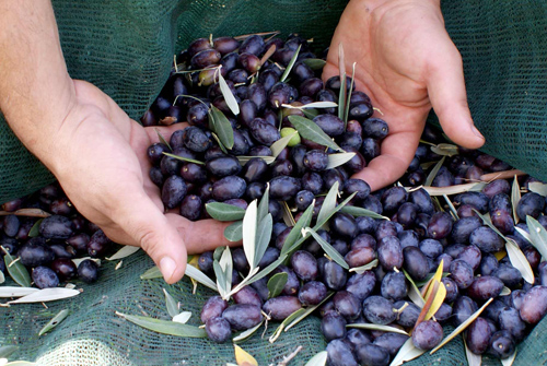 Le olive, frutti meravigliosi - foto Giorgio Pace
