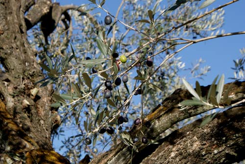 Olive su un albero centenario - foto Giorgio Pace