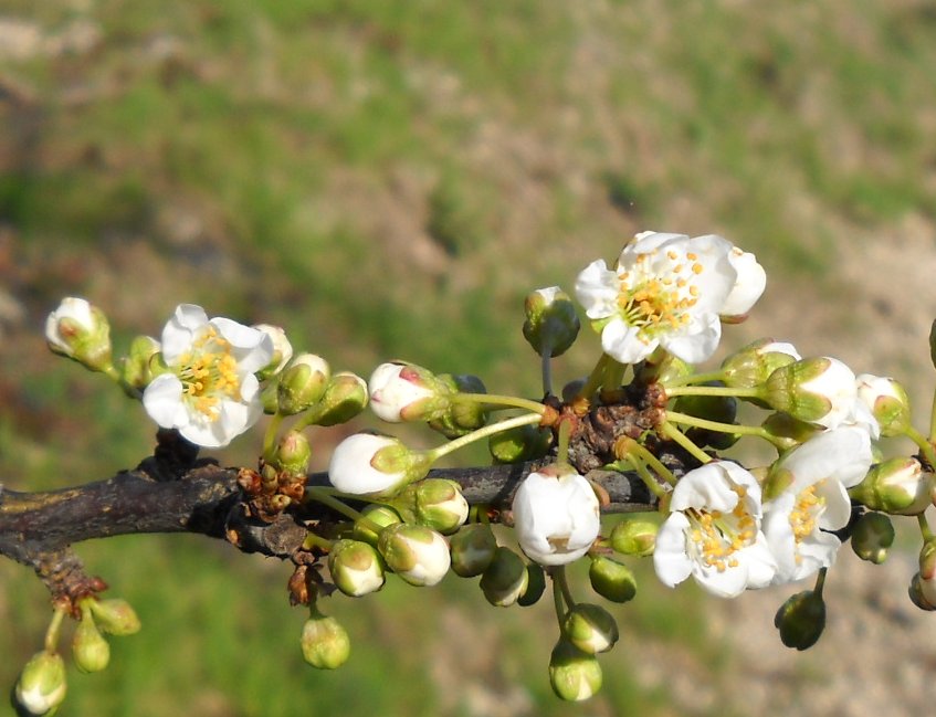 E' sbocciata la primavera