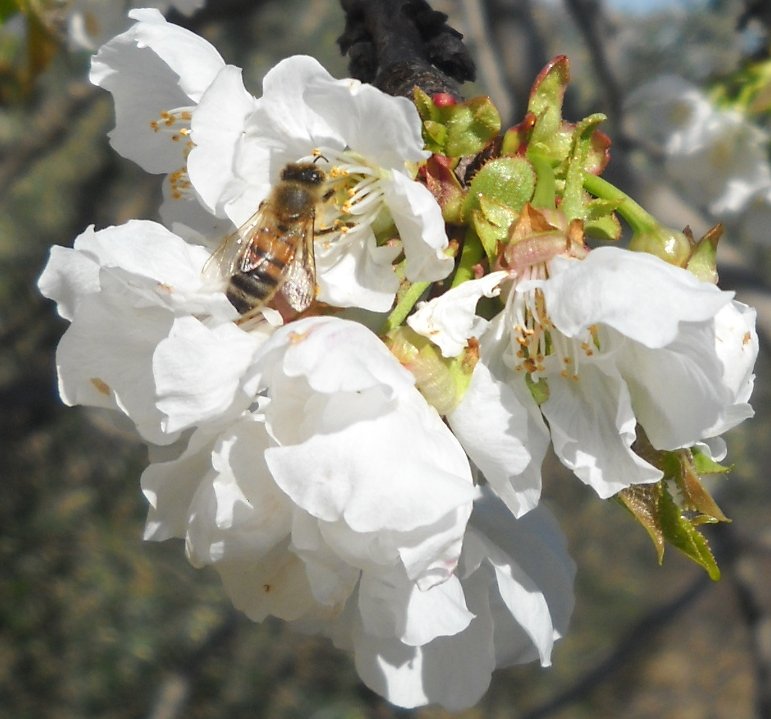 Ape su fiore di ciliegio :: foto di Mei Fabrizio