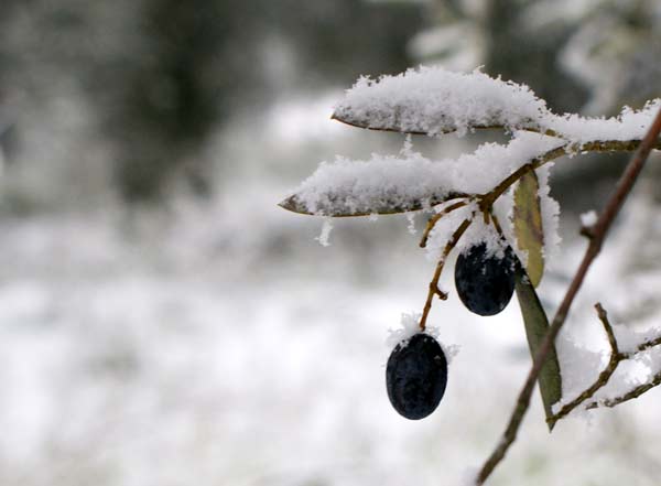 La neve in Sabina, 17 dicembre 2010