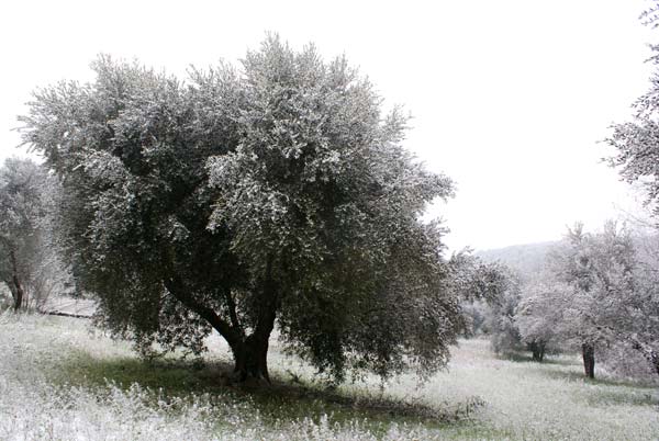 La neve in Sabina, 17 dicembre 2010