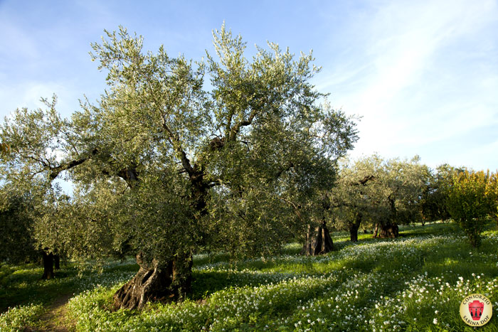 Olivi secolari - foto Giorgio Pace