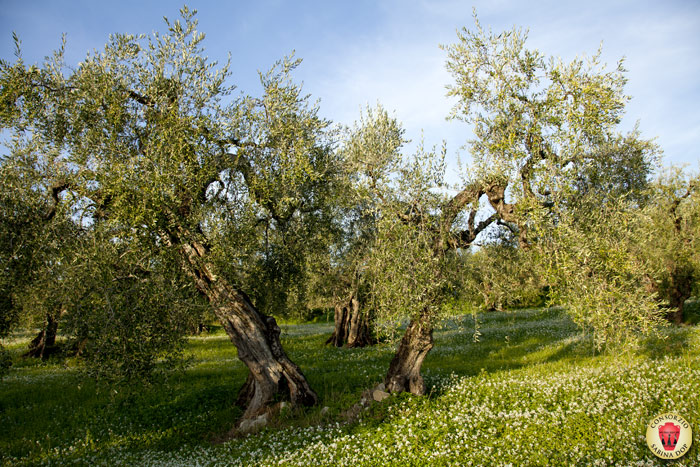 Olivi secolari - foto Giorgio Pace