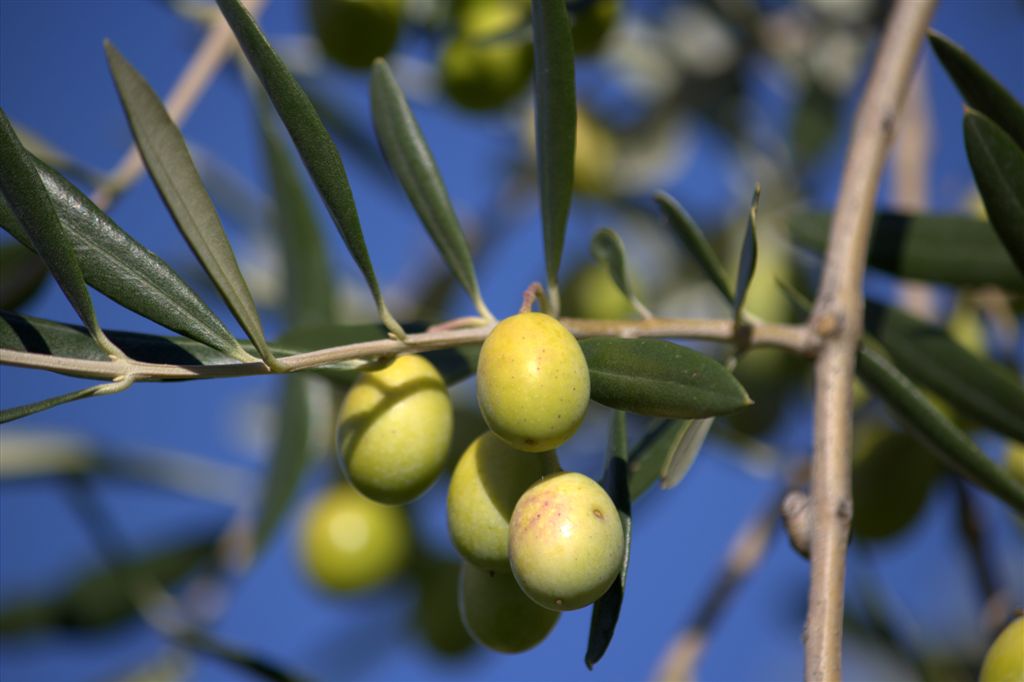 Dettaglio Olive di Agriturismo Caprareccia Bianca