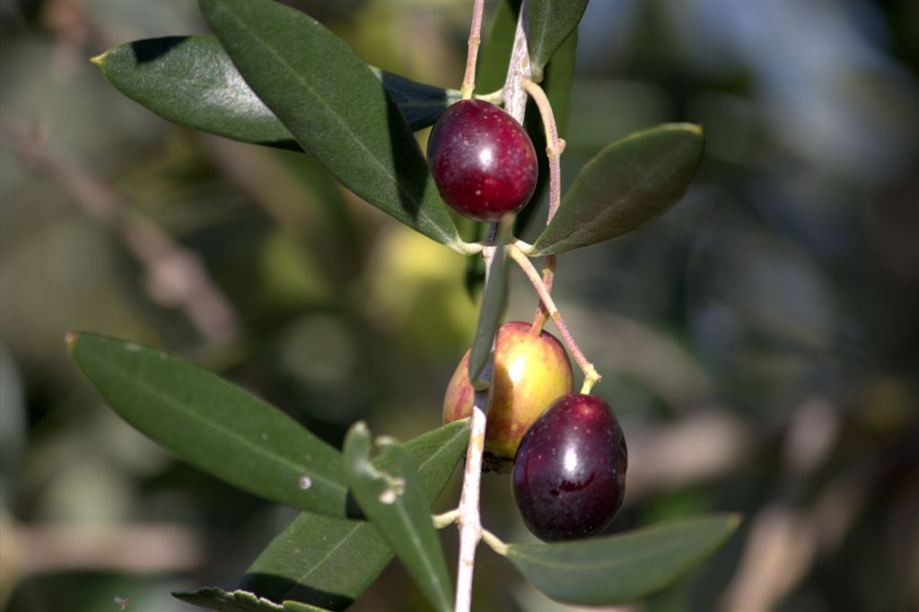 Olive in Sabina di Agriturismo Caprareccia Bianca