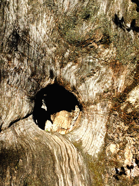 Un tronco di olivo scolpito dal tempo